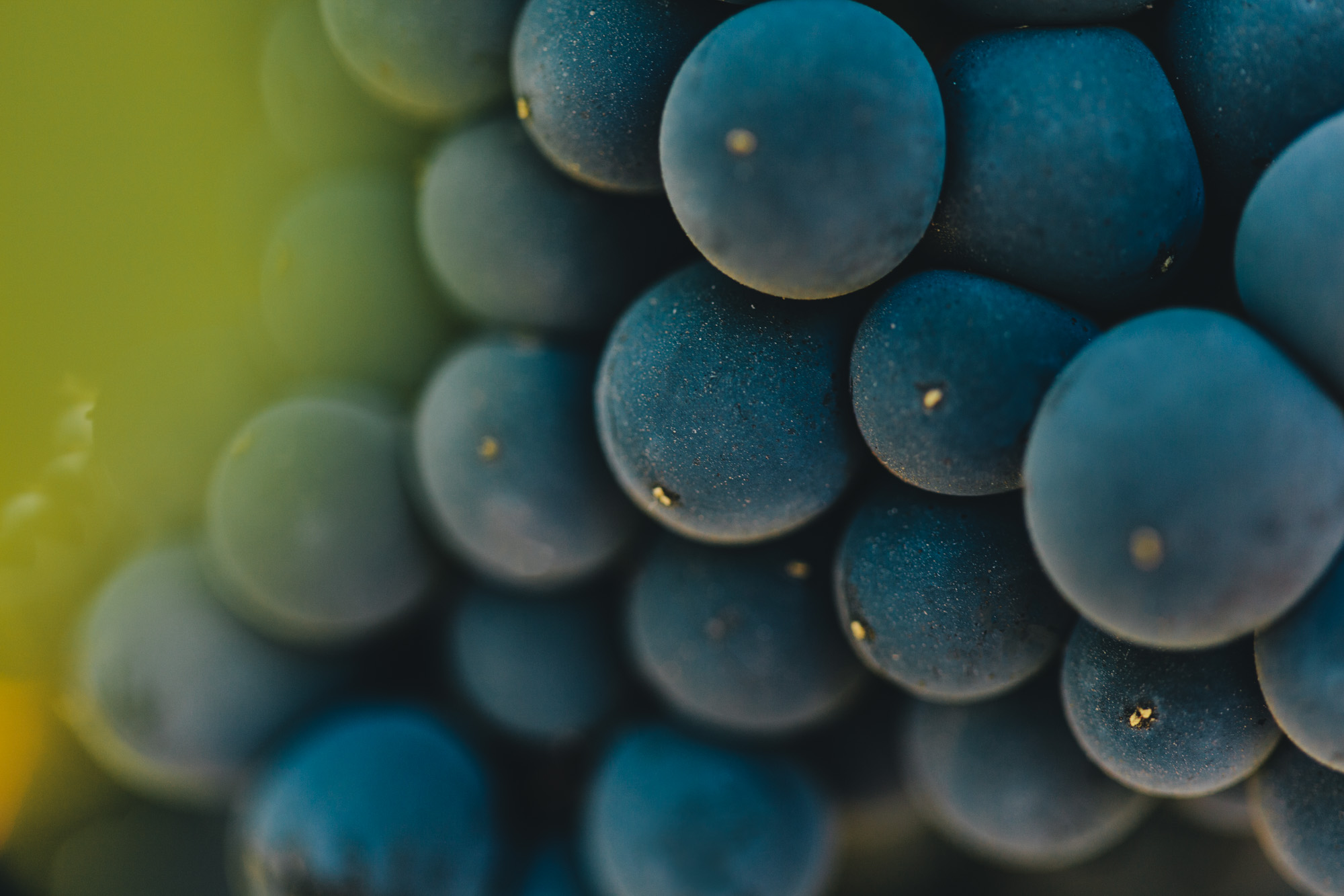macro-food-photography-fruit-wine